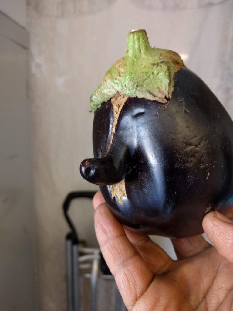 Mr nosy eggplant