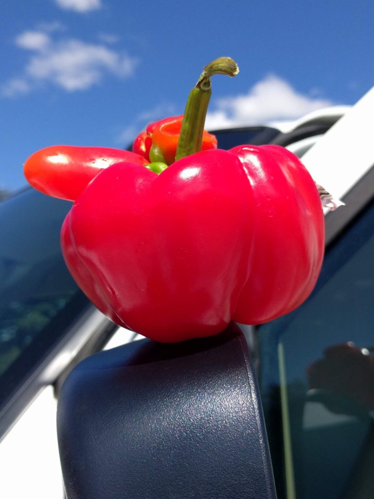 Perfectly edible mr nosy pepper